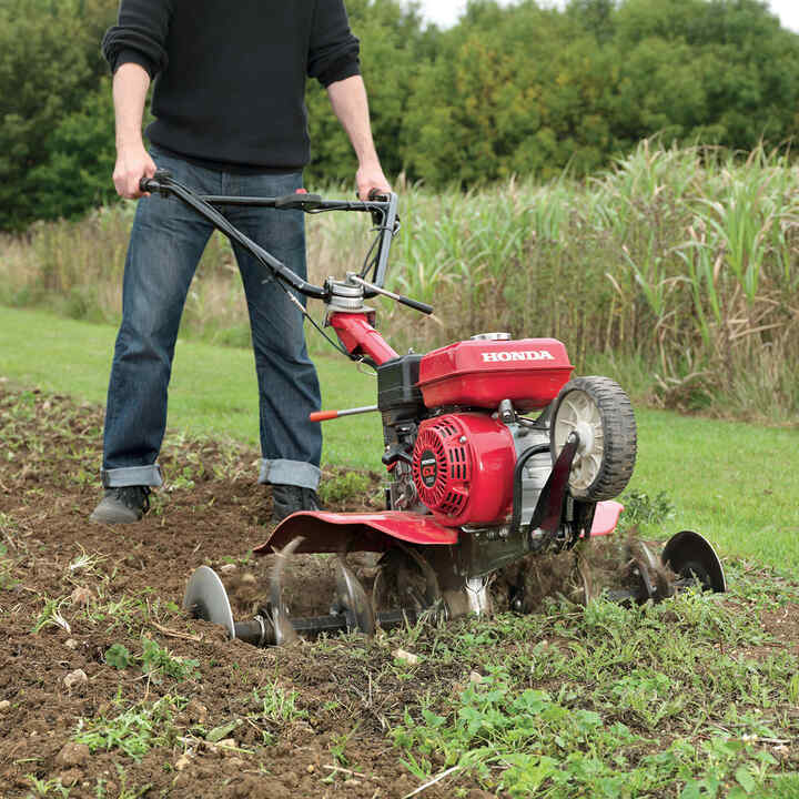 Compacte tuinfrees op het veld.